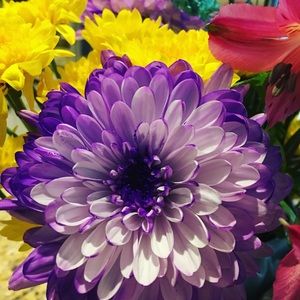 Meet your Posher, Sharon